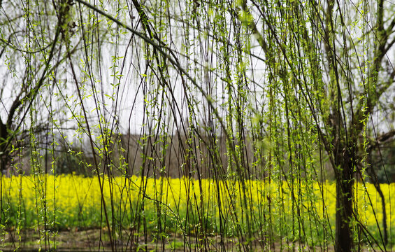 油菜花与垂杨柳