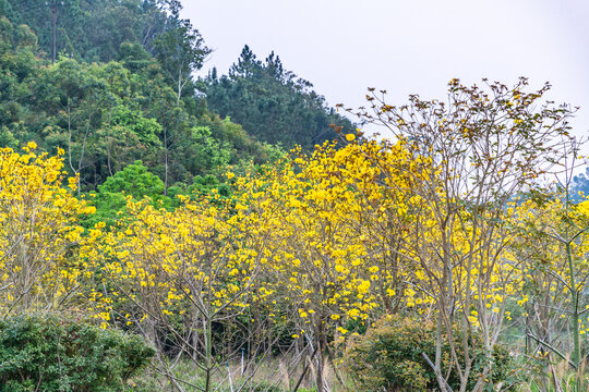 黄风铃花