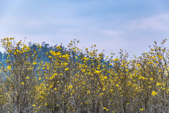 黄风铃花