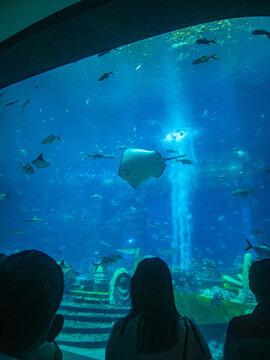 亚特兰蒂斯酒店水族馆