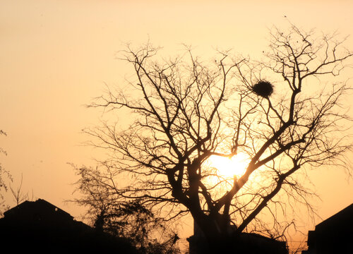 夕阳古树