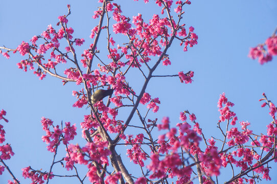 钟花樱桃与小鸟