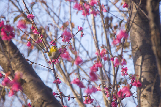 樱花与鸟