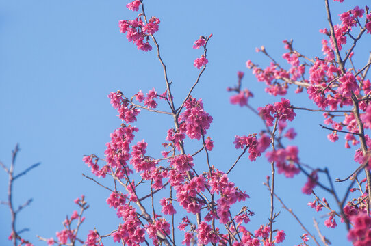 钟花樱桃花枝