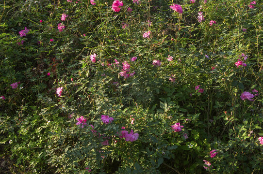 月季花背景素材