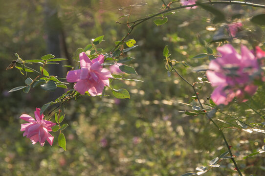 中国月季花