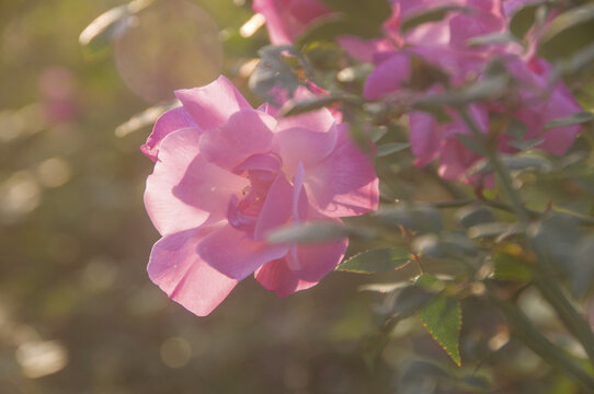 月季花近拍