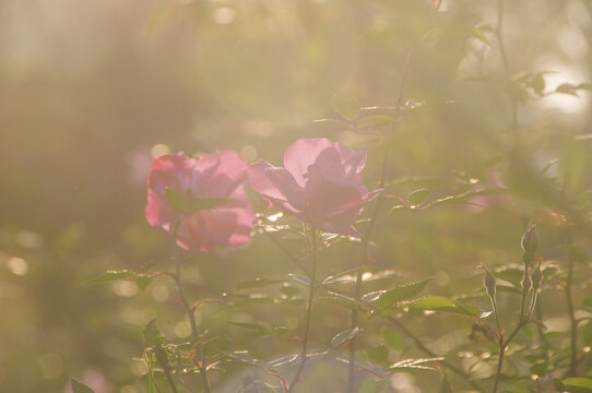 逆光下的月季花