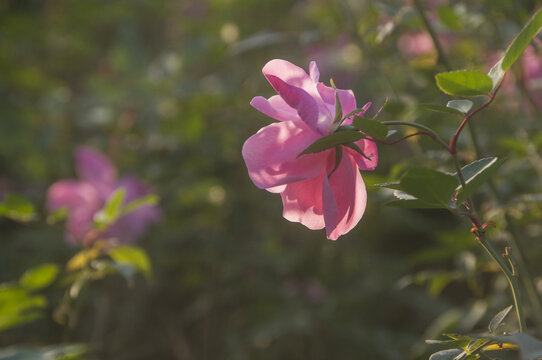 月季花瓣