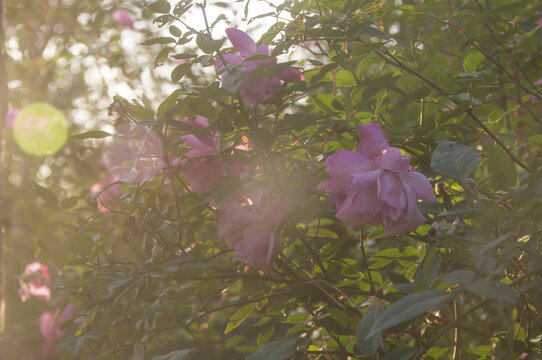 商丘市花月季