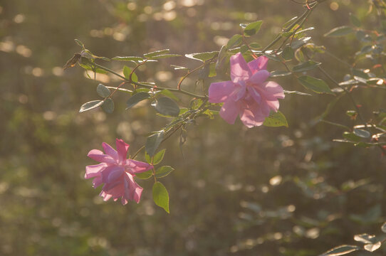 月季花粉色花朵