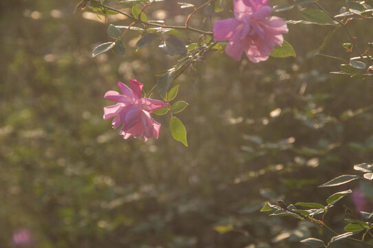 月季花花朵