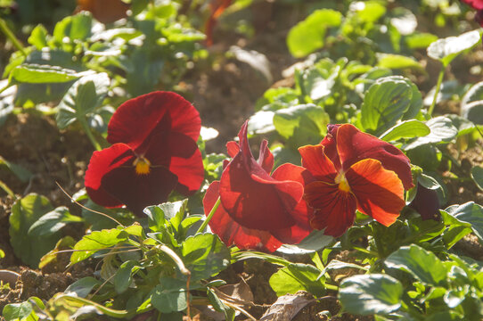 三色堇红花