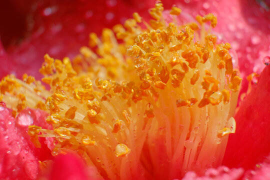 微距茶花露水露珠花蕊花心