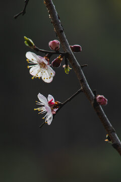 暗色背景下的杏花特写