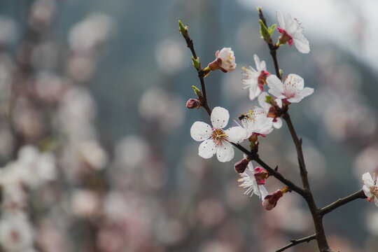 杏花特写