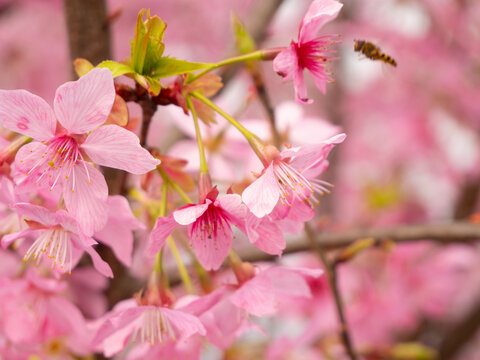 采蜜的小蜜蜂