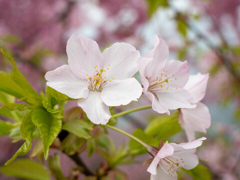 粉红色樱花