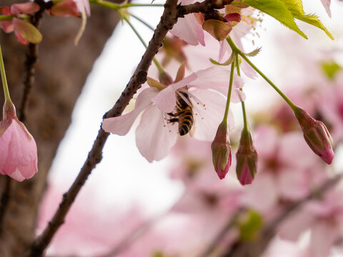 樱花和蜜蜂