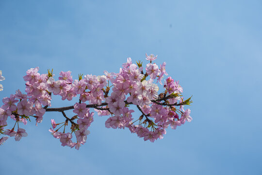 一枝桃花