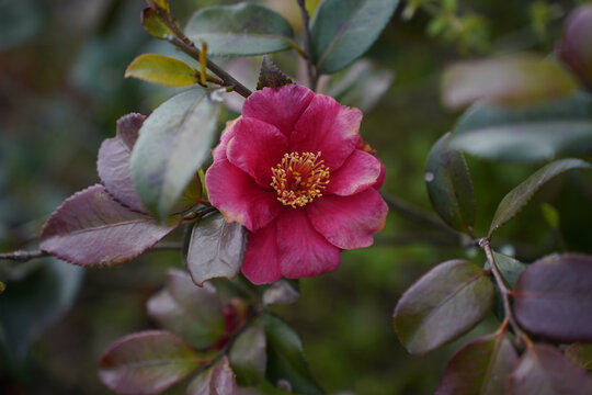 小粉花山茶