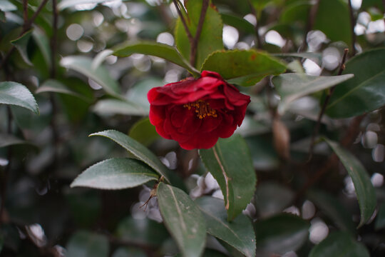 一朵侧面小红花山茶