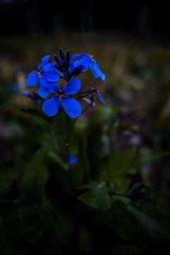 蓝色花朵诸葛菜