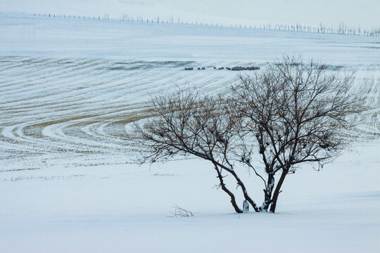 雪原田野一棵树