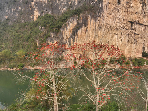 花山木棉红