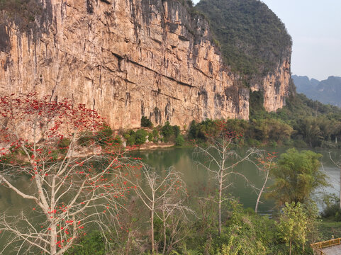 花山木棉红