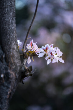 宫粉紫荆