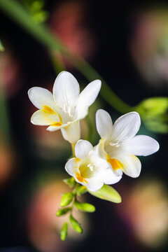 漂亮的香雪兰花