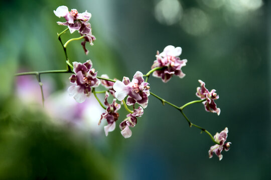 朦胧花枝