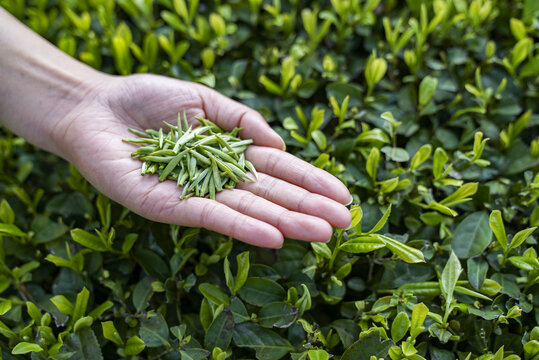 芽头翠芽雀舌茶青