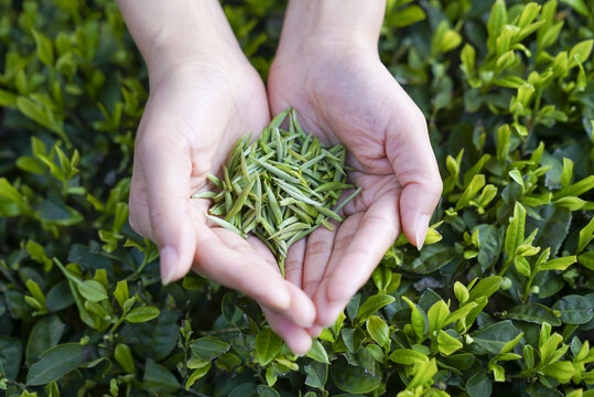 捧在手心里的茶茶青