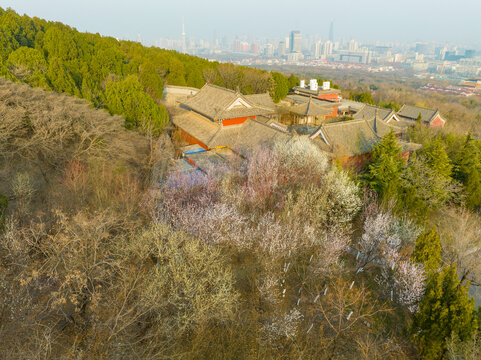 济南千佛山的山桃花