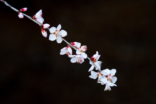 千佛山上的山桃花