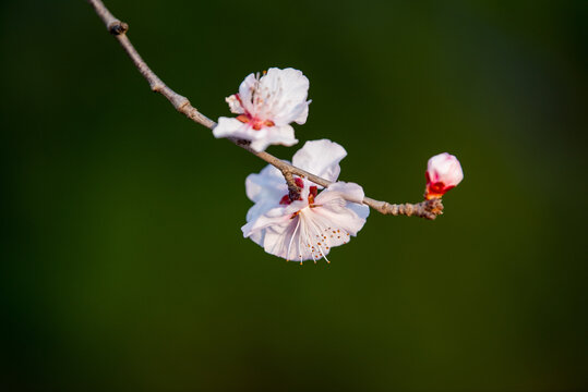 千佛山上的山桃花