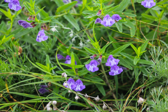 紫花地丁