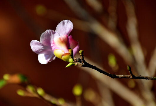 山茶花