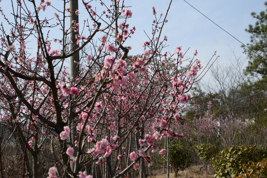 桃花