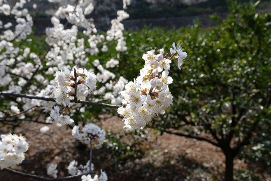 樱花