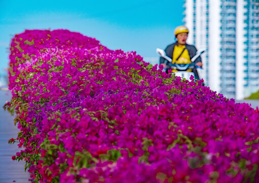 凤凰岛的勒杜鹃