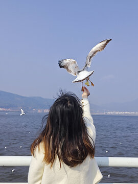 湖边海鸟