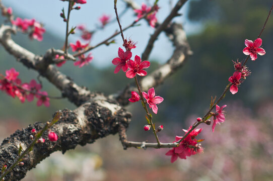 上坪古桃花