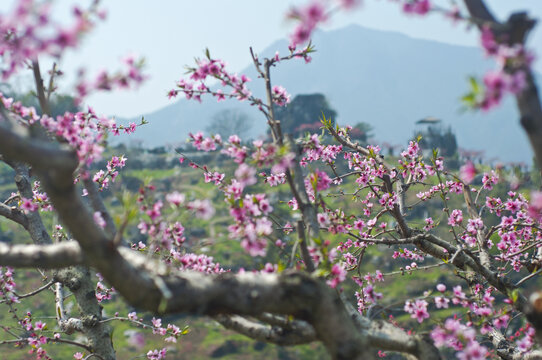 上坪古桃花