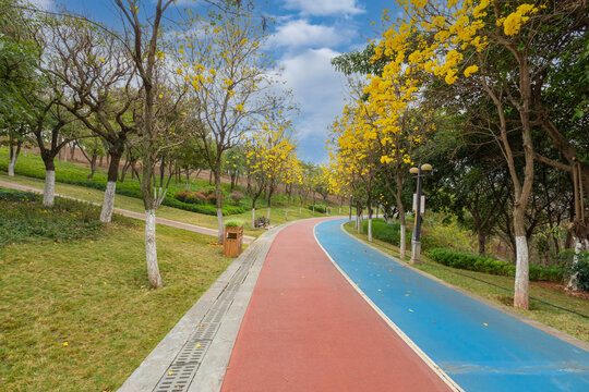 蓝天白云黄风铃花蜿蜒道路