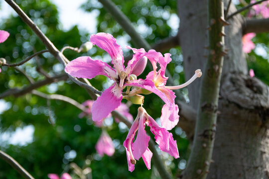 木棉花