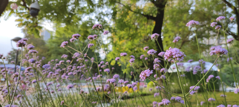 公园鲜花美景