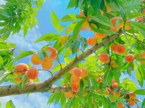 夏天的桃树